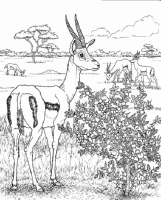 A coloring page of nature in africa